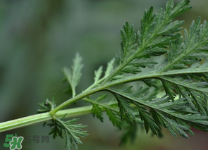 蒿子怎么做好吃？蒿子能涼拌嗎？