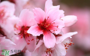 清明節(jié)還有桃花嗎？清明節(jié)去哪里看桃花？
