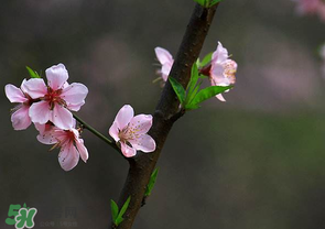 清明節(jié)還有桃花嗎？清明節(jié)去哪里看桃花？