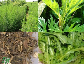 青蒿可以泡水喝嗎？青蒿能泡水喝嗎？
