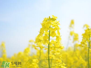 2017年清明節(jié)油菜花開了嗎？2017年清明節(jié)還有油菜花嗎？