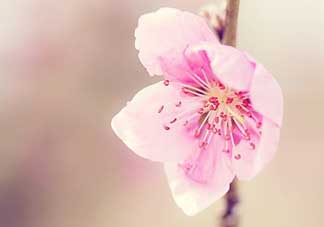 清明節(jié)還有桃花嗎？清明節(jié)去哪里看桃花？