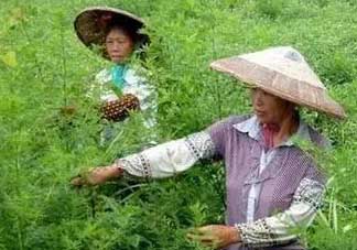 青蒿可以泡水喝嗎？青蒿能泡水喝嗎？