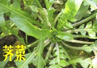 薺菜和狗肉能一起吃嗎？狗肉跟薺菜可以同食嗎？