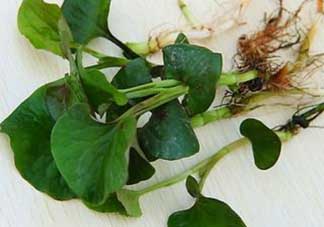 薺菜和魚腥草能一起吃嗎？薺菜和魚腥草可以同時(shí)泡茶嗎？