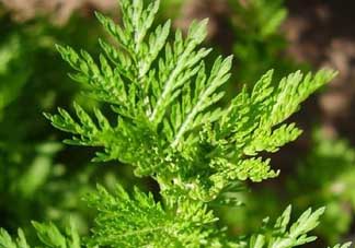 青蒿是什么植物？青蒿是種子植物還是裸子植物？