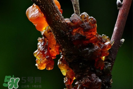 桃膠如何保存？桃膠怎么保存？