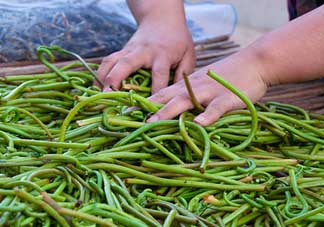 蕨菜什么時候采摘？蕨菜什么時候有？