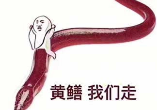 黃鱔為什么火了？黃鱔我們走為什么火了？