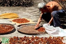 桃膠適合什么季節(jié)吃？桃膠什么季節(jié)吃最好？