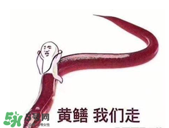 七彩皮皮鱔我們往死里鉆是什么意思？七彩皮皮鱔我們?nèi)€好地方是什么意思？