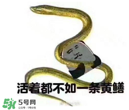 七彩皮皮鱔我們往死里鉆是什么意思？七彩皮皮鱔我們?nèi)€好地方是什么意思？