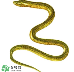七彩皮皮鱔我們往死里鉆是什么意思？七彩皮皮鱔我們?nèi)€好地方是什么意思？