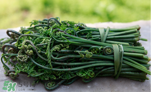 蕨菜能吃嗎？蕨菜可以吃嗎？