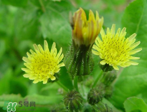 苦菜什么時候有？苦菜幾月份有？