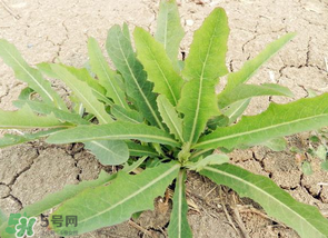 苦菜什么人不能吃？什么體質(zhì)不宜吃苦菜？