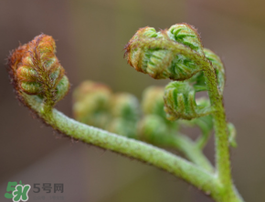 吃蕨菜會過敏嗎？皮膚過敏能吃蕨菜嗎？