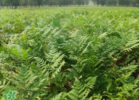 蕨菜可以種植嗎？蕨菜怎么種植？