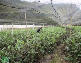 蕨菜可以種植嗎？蕨菜怎么種植？