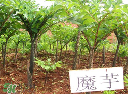 魔芋什么味道？怎么去除魔芋味道？