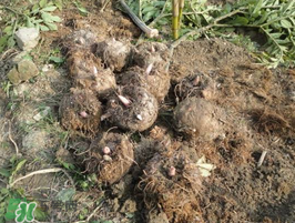 魔芋什么時候種植？魔芋怎么種植技術(shù)？