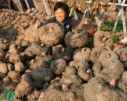 魔芋什么時候種植？魔芋怎么種植技術(shù)？