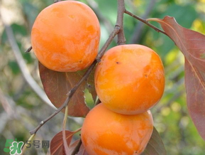 柿子什么季節(jié)成熟？柿子什么時(shí)候吃最好？