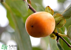 柿子為什么會(huì)澀？柿子怎么吃不澀？