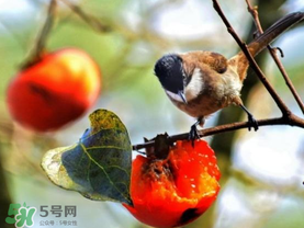 柿子為什么會(huì)黑？柿子為什么凍完發(fā)黑？