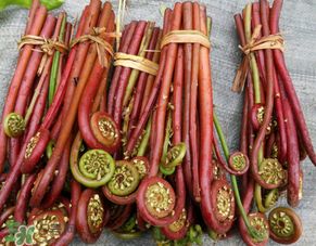 蕨菜是發(fā)物嗎？蕨菜是不是發(fā)物嗎？