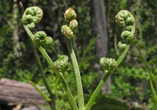 野生蕨菜多少錢一斤？蕨菜多少錢一斤？