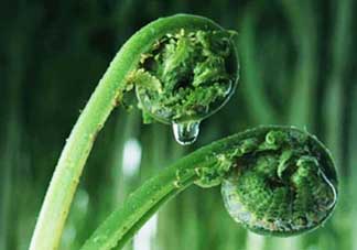吃蕨菜會過敏嗎？皮膚過敏能吃蕨菜嗎？