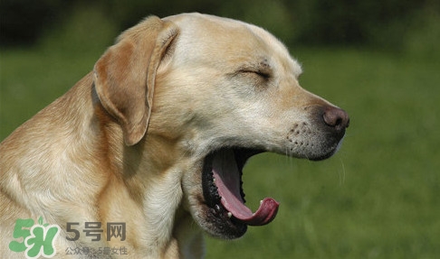 打哈欠會傳染嗎？打哈欠會不會傳染