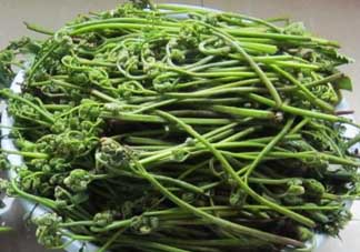 吃蕨菜有什么好處？吃蕨菜的好處