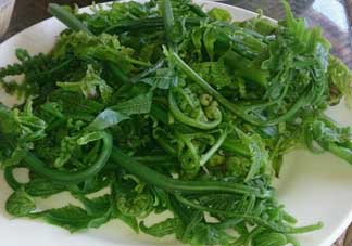 蕨菜是發(fā)物嗎？蕨菜是不是發(fā)物嗎？
