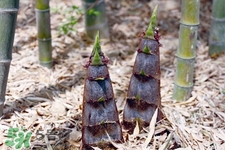 吃春筍對身體好嗎？吃春筍有什么好處？