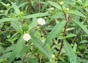 蒲公英的根和葉哪個好？蒲公英葉和根的功效