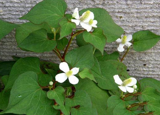 蕺菜怎么念？蕺菜怎么讀