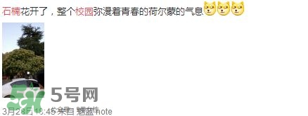 為什么學(xué)校要種石楠花？石楠花的味道為什么這么銷魂？