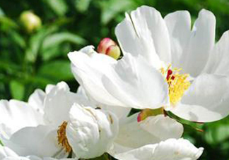 白芍可以美白嗎？白芍怎么美白？