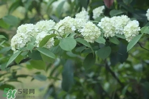 為什么學(xué)校要種石楠花？石楠花的味道為什么這么銷魂？