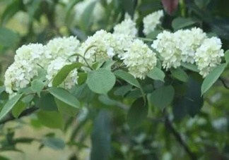 為什么學(xué)校要種石楠花？石楠花的味道為什么這么銷魂？