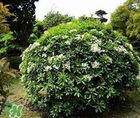 為什么學(xué)校要種石楠花？石楠花的味道為什么這么銷魂？