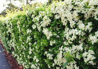 石楠花可以吃嗎？石楠花花語