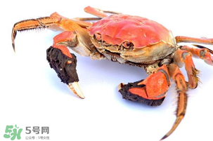 五月份可以吃螃蟹嗎？5月份可以吃螃蟹嗎？