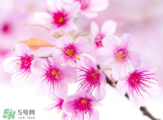 五月份還有櫻花嗎？日本5月份還有櫻花嗎？