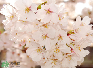 五月份還有櫻花嗎？日本5月份還有櫻花嗎？