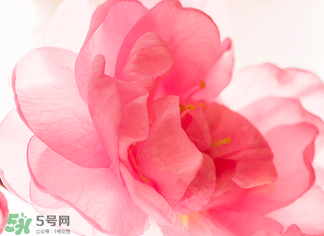 五月份還有櫻花嗎？日本5月份還有櫻花嗎？