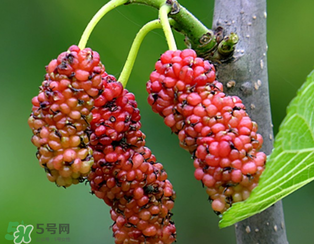 桑葚什么時(shí)候結(jié)果？桑葚幾年結(jié)果？