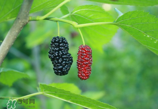 桑葚什么時(shí)候結(jié)果？桑葚幾年結(jié)果？